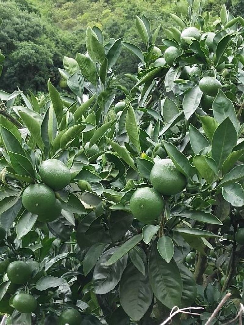 云南蜜橘，开始上市了
