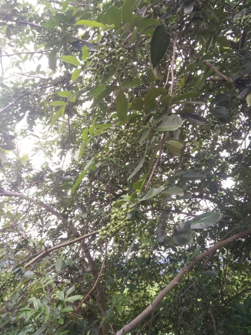 正宗云南纯天然鲜花椒