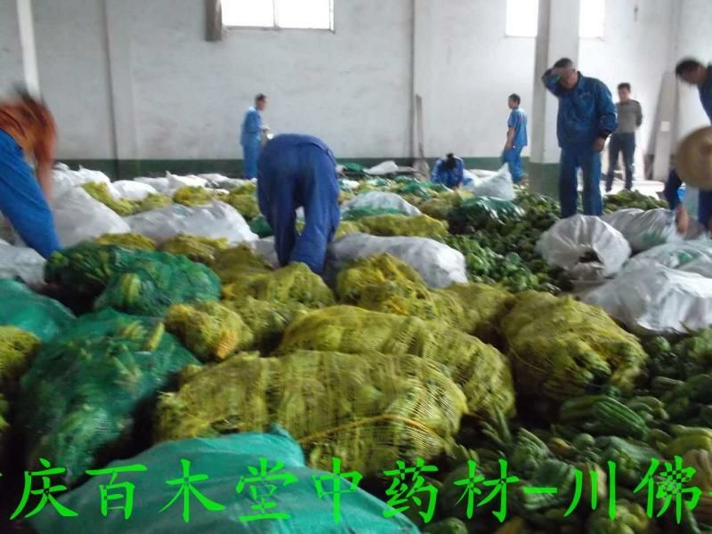 川佛手，正品川佛手结果苗