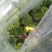 甜王西瓜10斤打底9成熟1茬