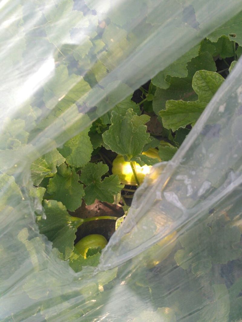 甜王西瓜10斤打底9成熟1茬