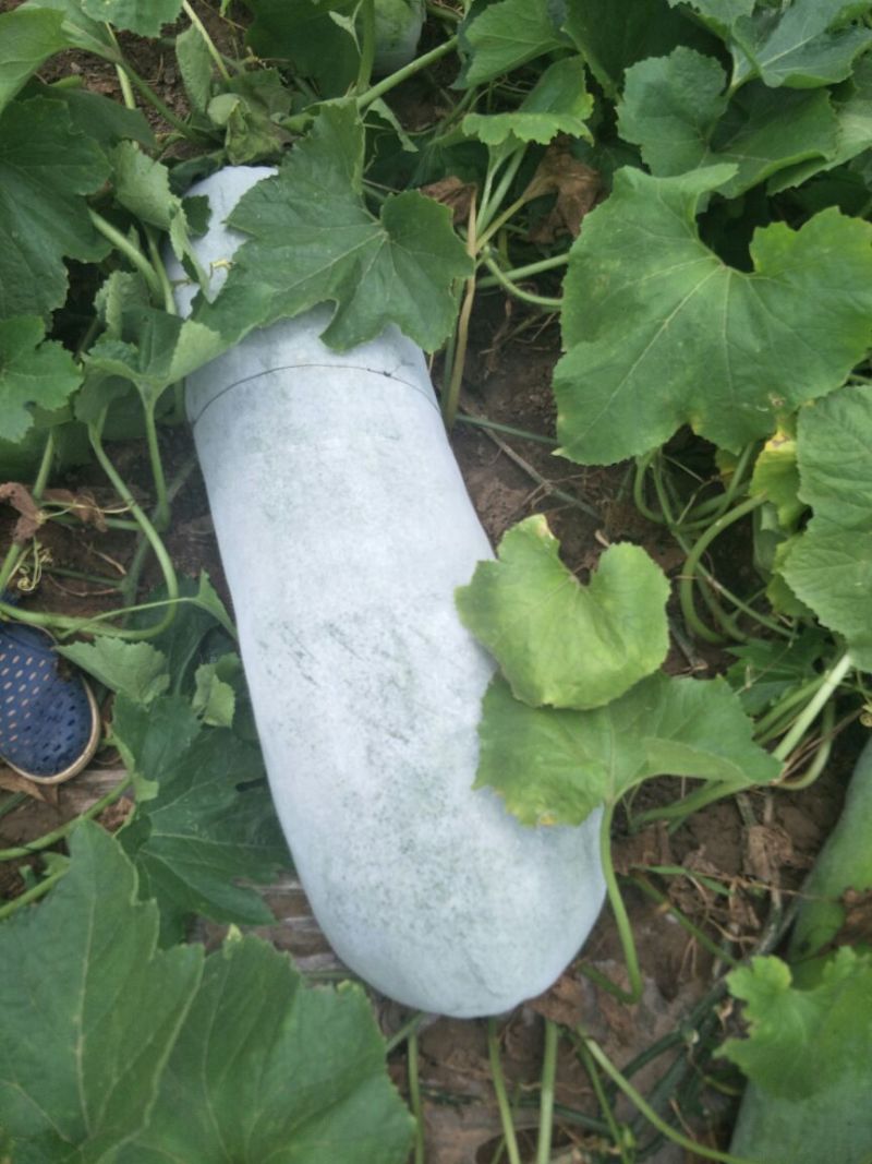 精品白皮冬瓜大量上市，一手货源保质保量价格便宜