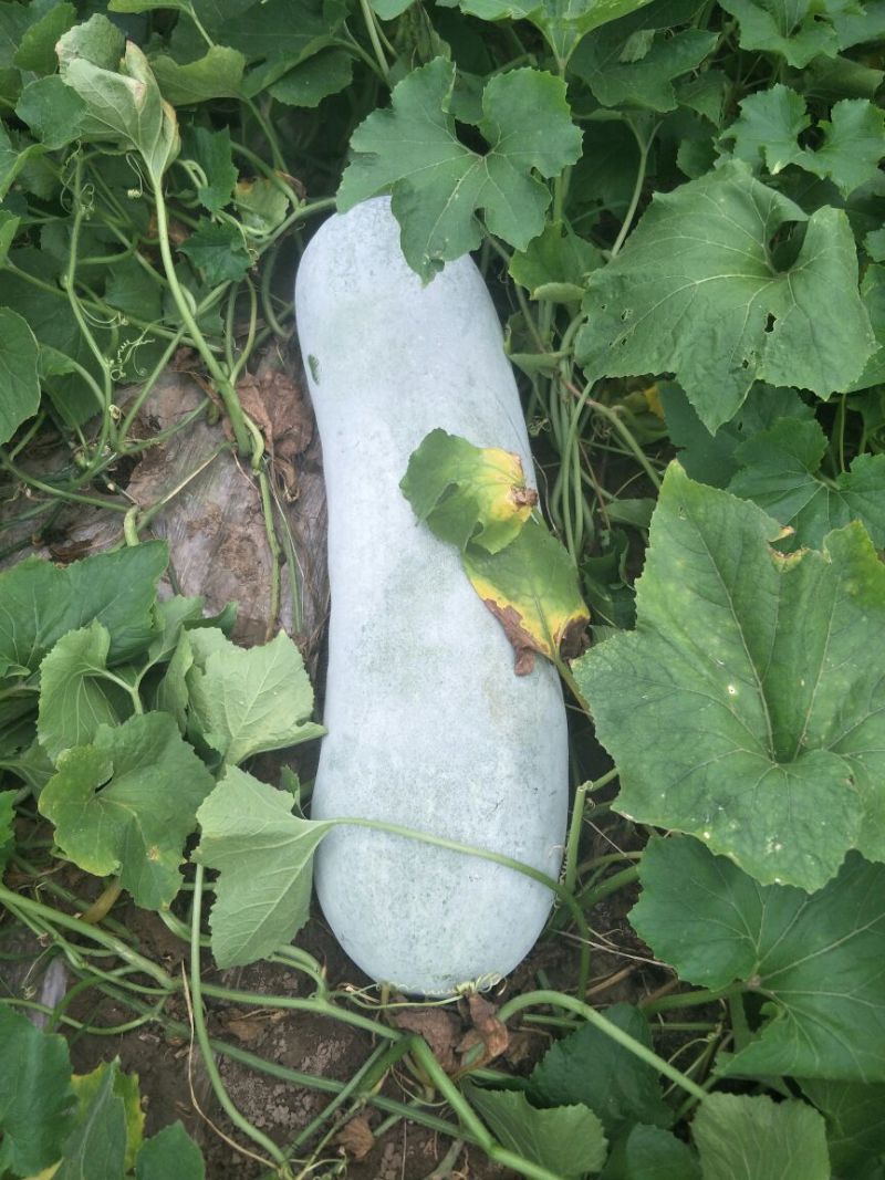 精品白皮冬瓜大量上市，一手货源保质保量价格便宜