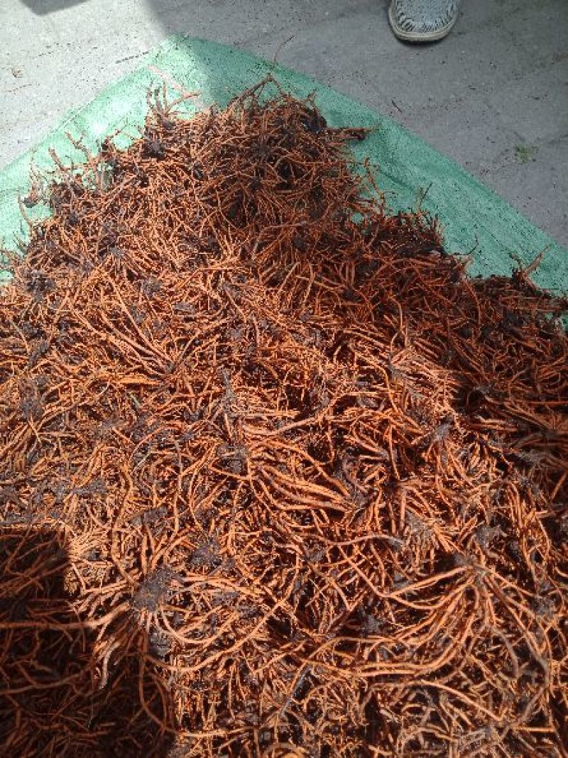 野蚕豆鲜货
