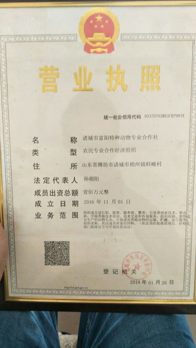 富阳彩貂