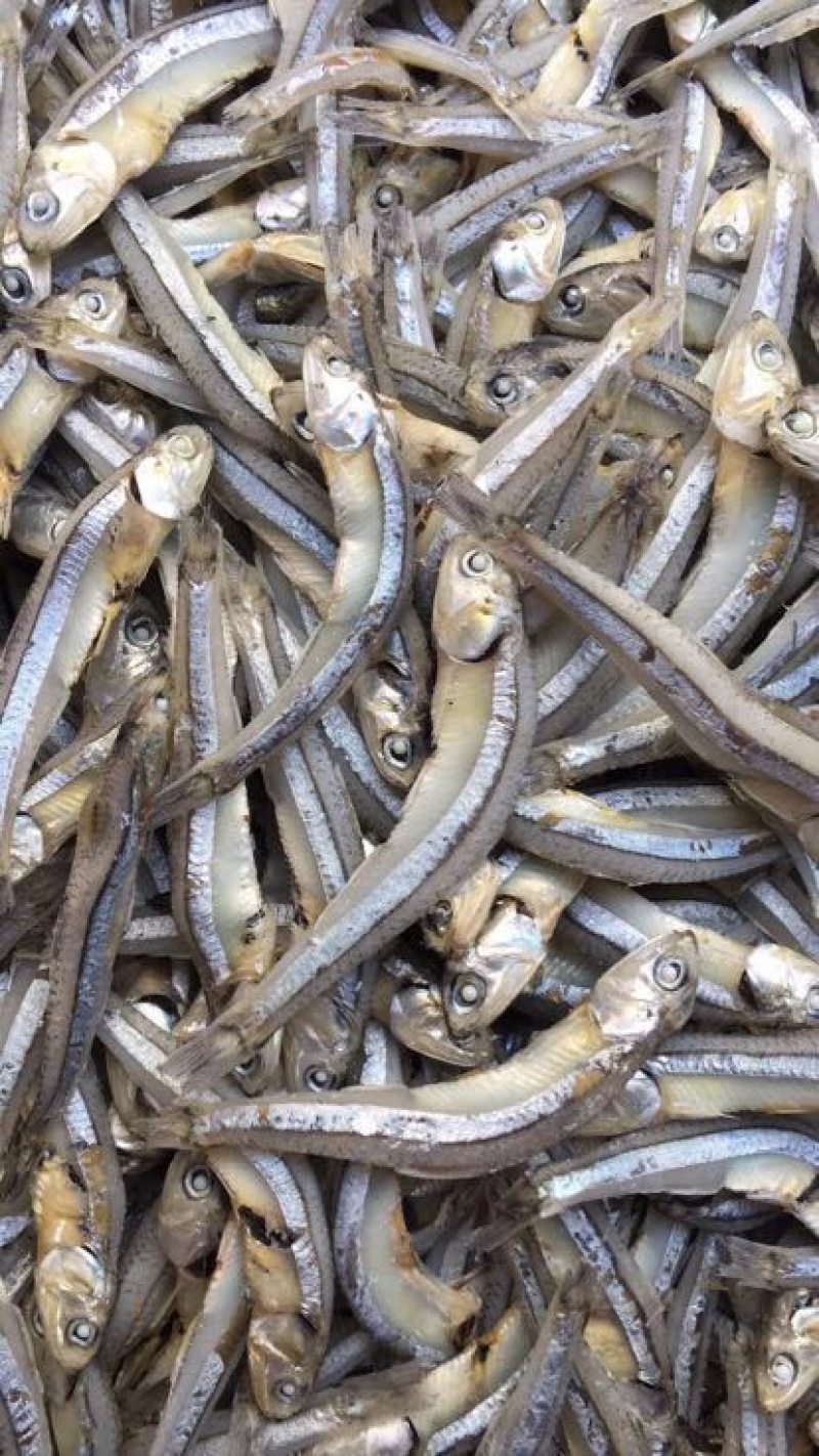 鱼干丁香鱼小银鱼饶鱼干巴浪鱼干