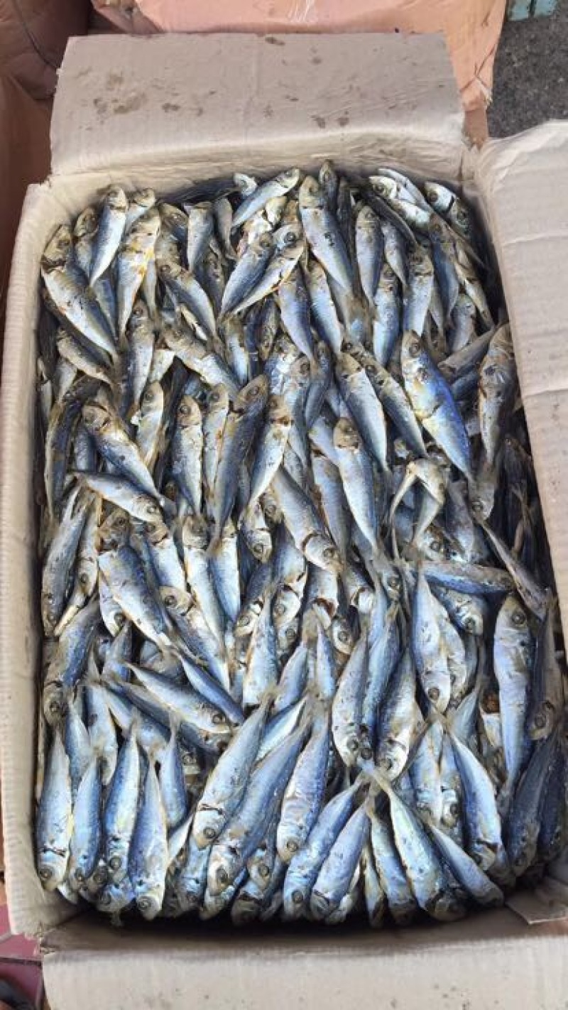 鱼干丁香鱼小银鱼饶鱼干巴浪鱼干