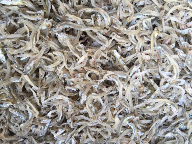 鱼干丁香鱼小银鱼饶鱼干巴浪鱼干