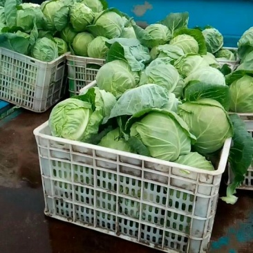 【精品甘蓝】甘蓝21】产地发货价位便宜量大从优