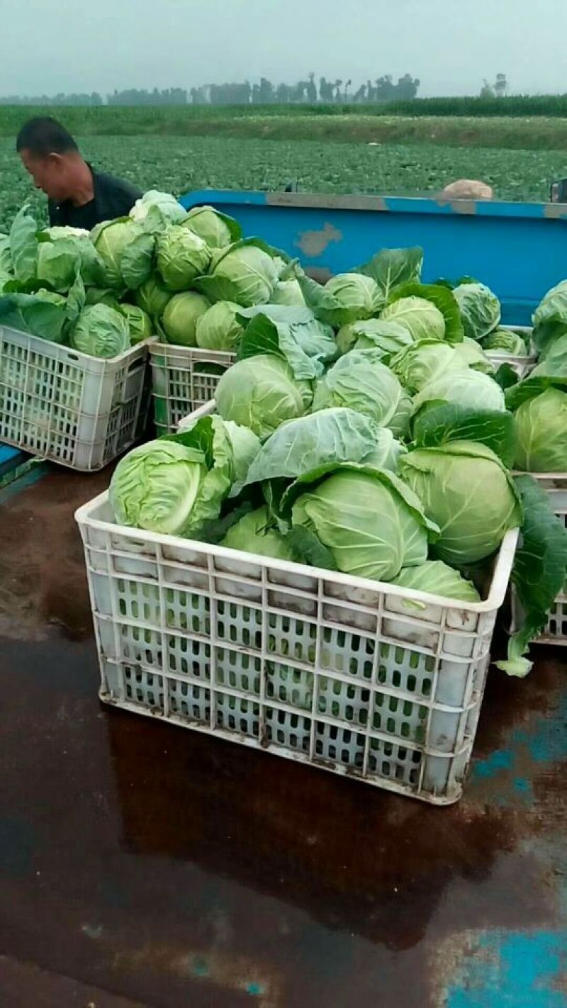【精品甘蓝】甘蓝21】产地发货价位便宜量大从优