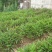 四川宜宾市高县砂仁苗出售