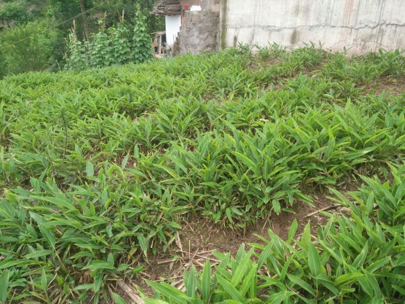 四川宜宾市高县砂仁苗出售