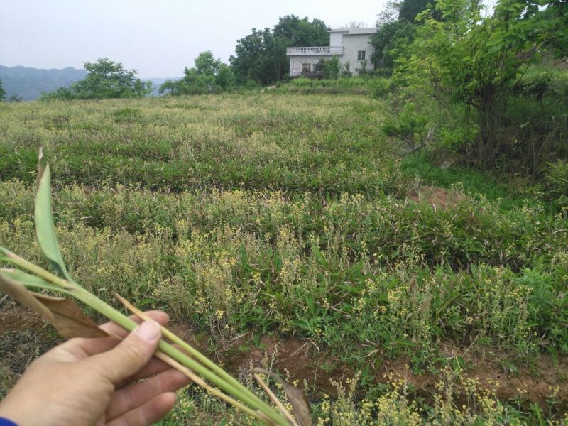 四川宜宾市高县砂仁苗处理