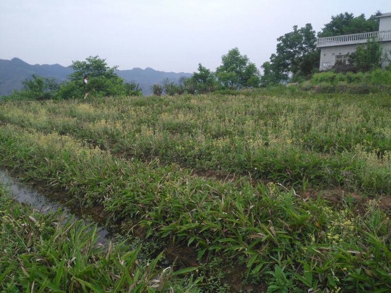四川宜宾市高县砂仁苗处理