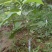 四川宜宾市高县黄桷兰苗出售
