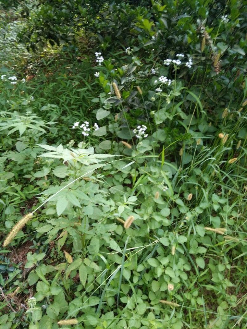 野生霍香薊，鮮货