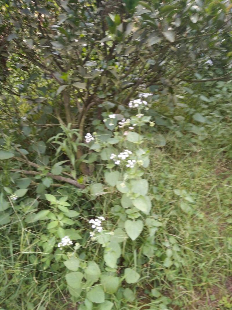 野生霍香薊，鮮货