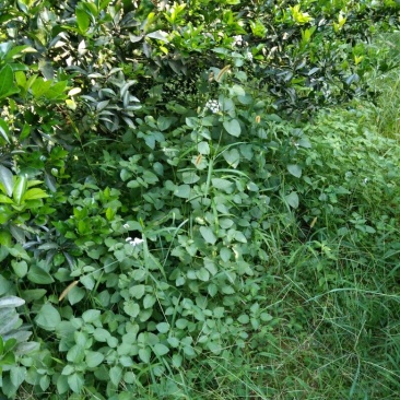 野生霍香薊，鮮货