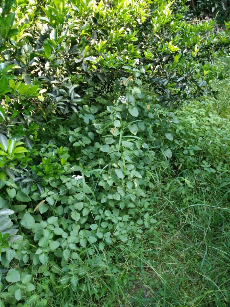 野生霍香薊，鮮货