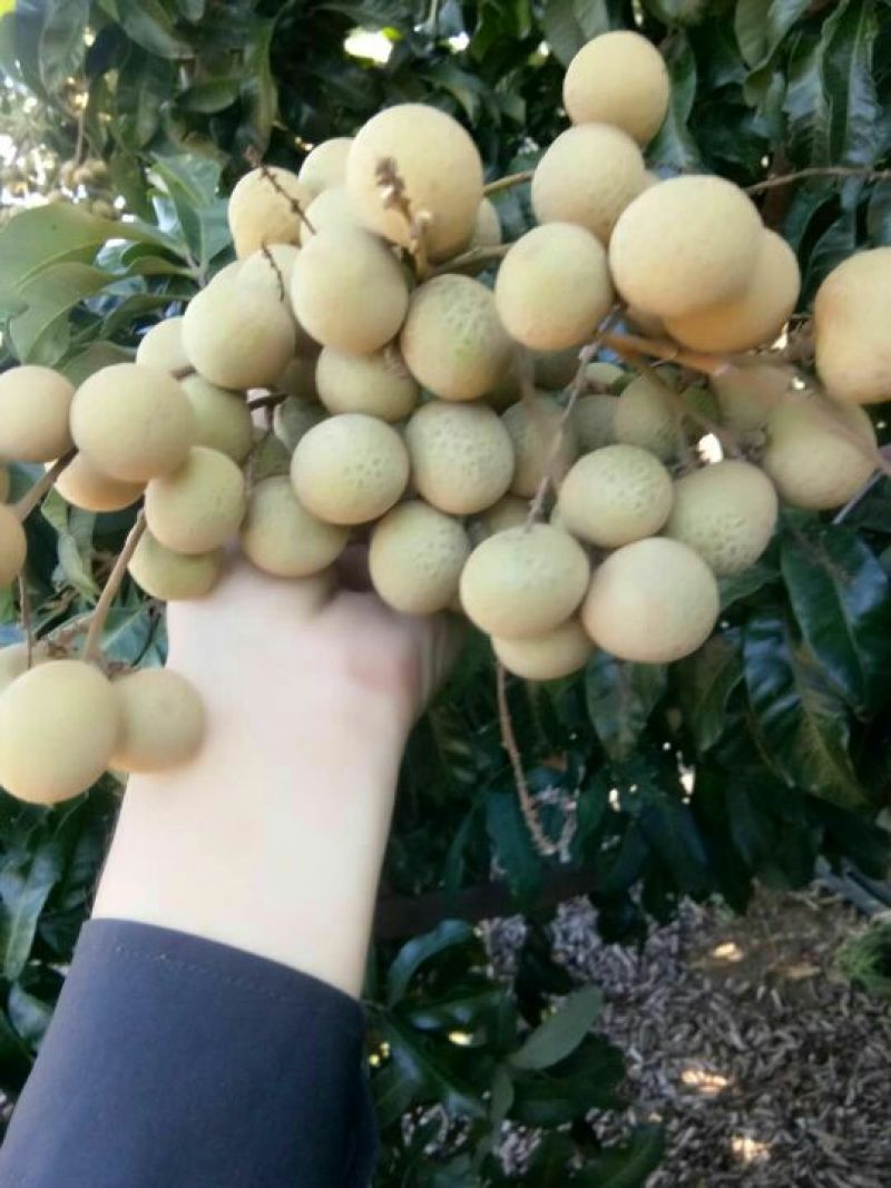 海南东方黄皮石颊货靓价美