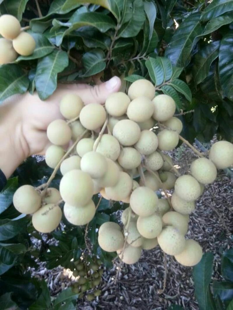 龙眼货靓价美