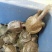 王八苗团鱼苗甲鱼苗中华鳖苗