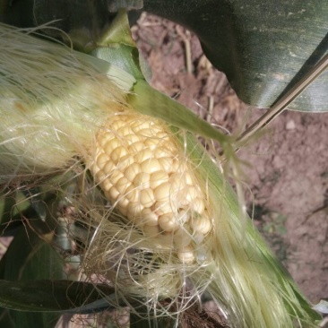 金菲甜玉米