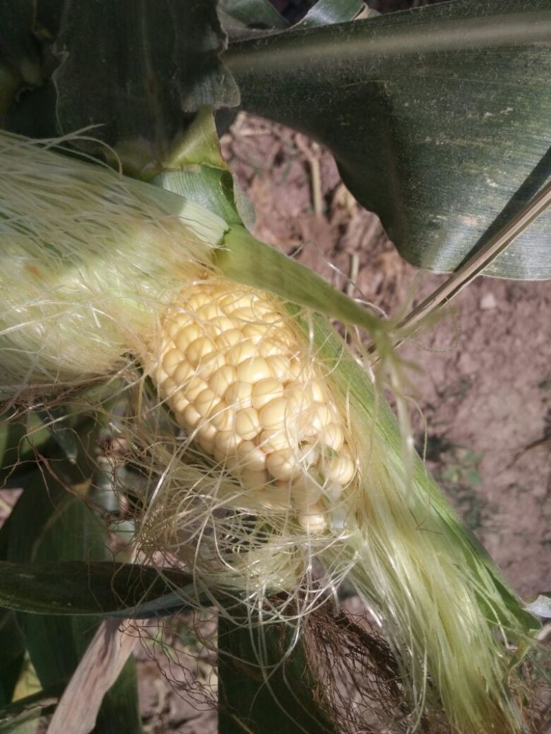 金菲甜玉米