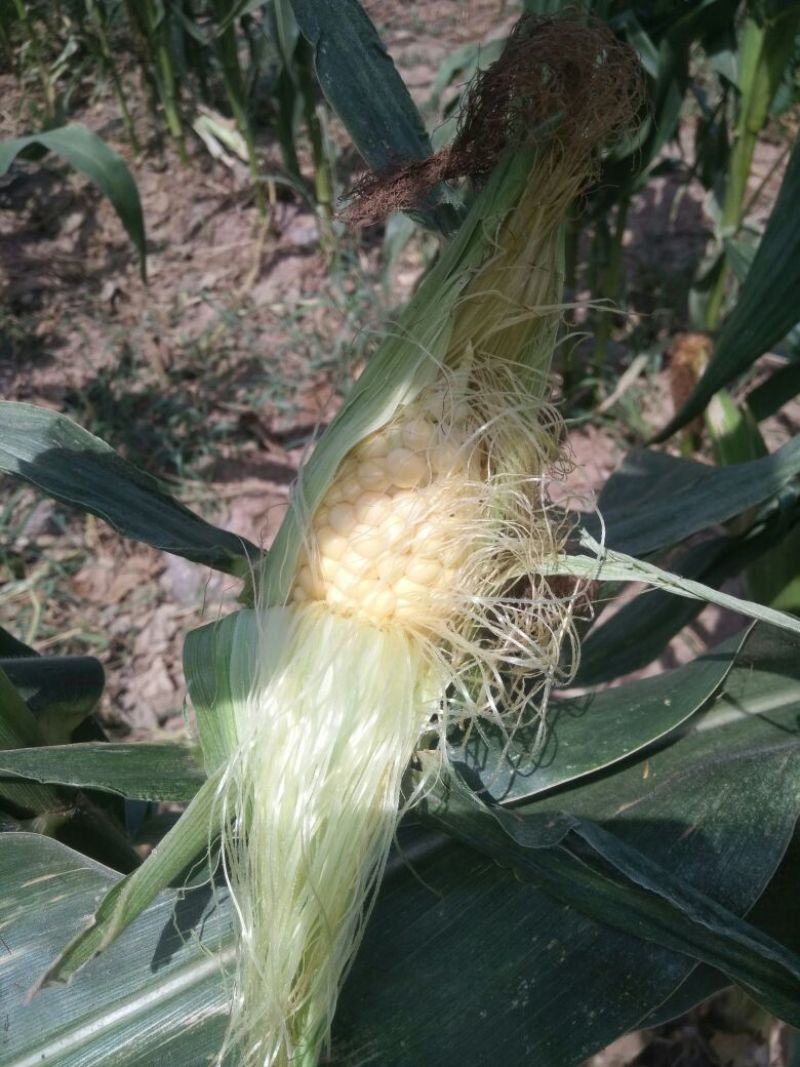 金菲甜玉米