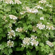 大棵天目琼花，苗圃直销成活率高