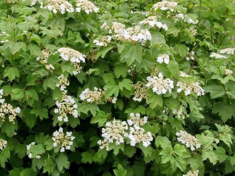 大棵天目琼花，苗圃直销成活率高