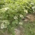 大棵天目琼花，苗圃直销成活率高