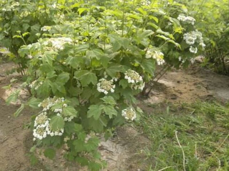 大棵天目琼花，苗圃直销成活率高