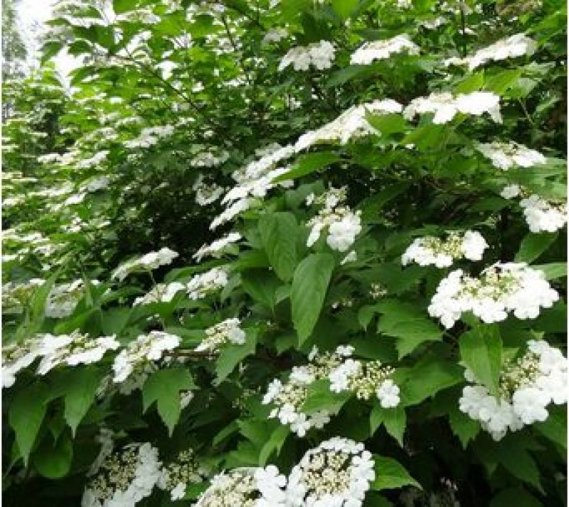 大棵天目琼花，苗圃直销成活率高