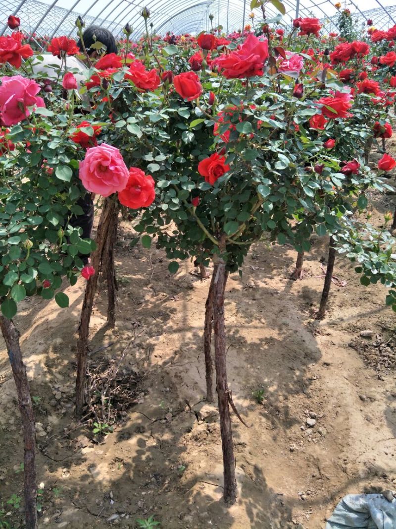 连翘2年以下70~90cm，苗圃低价出售