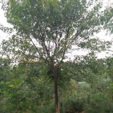 元宝树