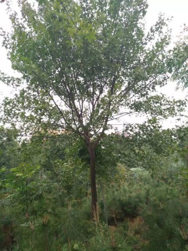 元宝树