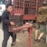 7月2红梅收承接奶茶压果汁桃商超全国发质量保证产地直供