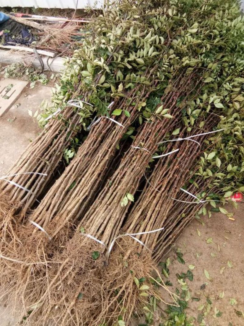 大红袍花椒苗小苗花椒芽苗狮子头花椒小苗