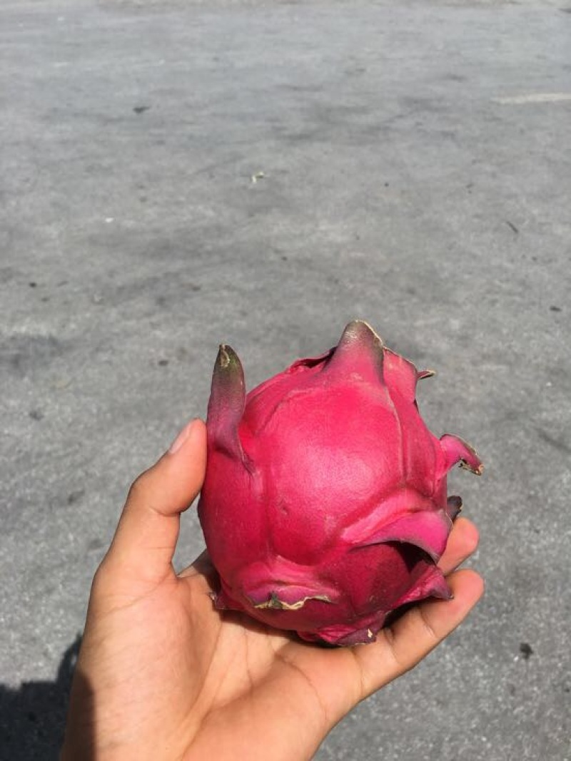 红心火龙果一件代发