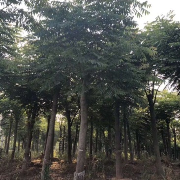 12-25的栾树