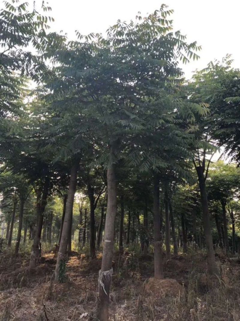 12-25的栾树