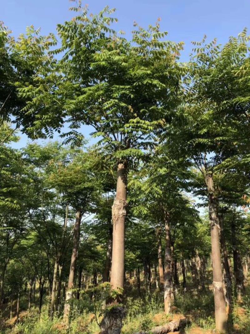 12-25的栾树