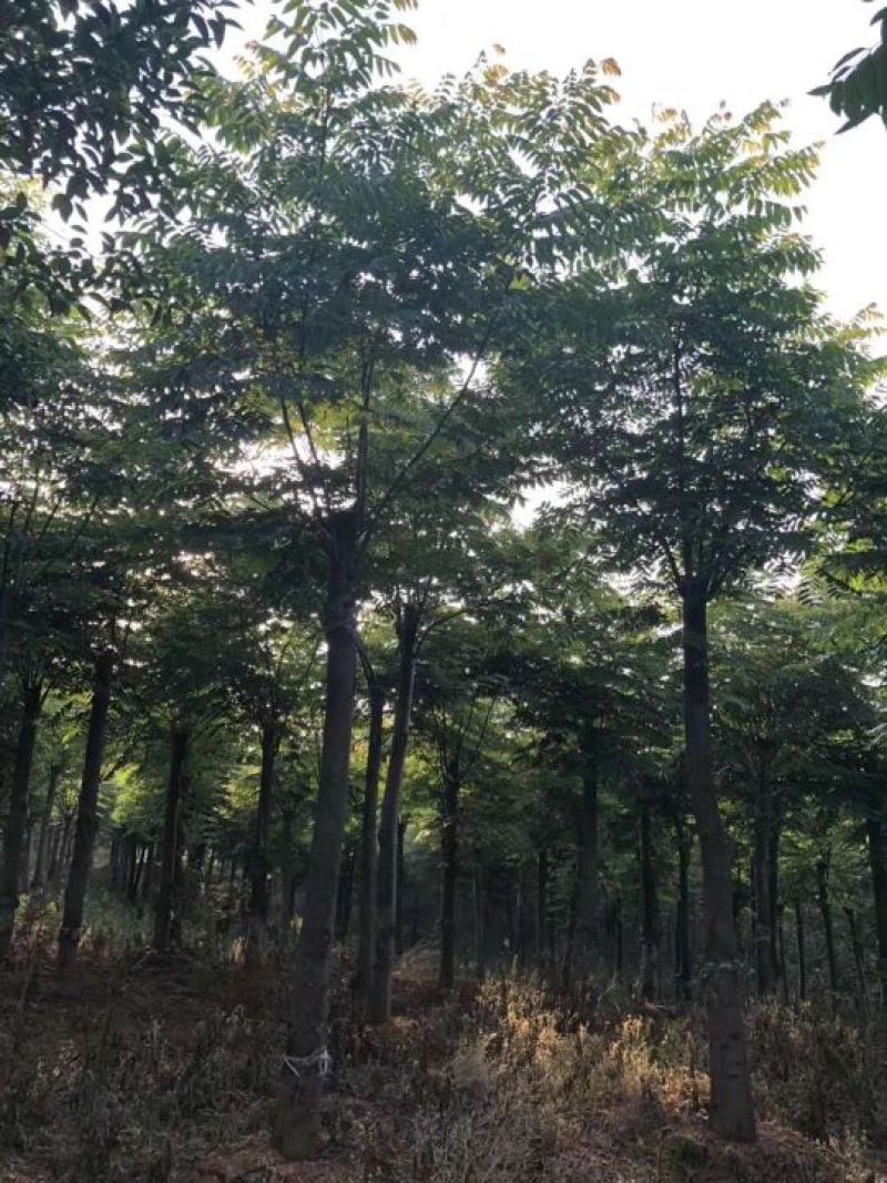 12-25的栾树