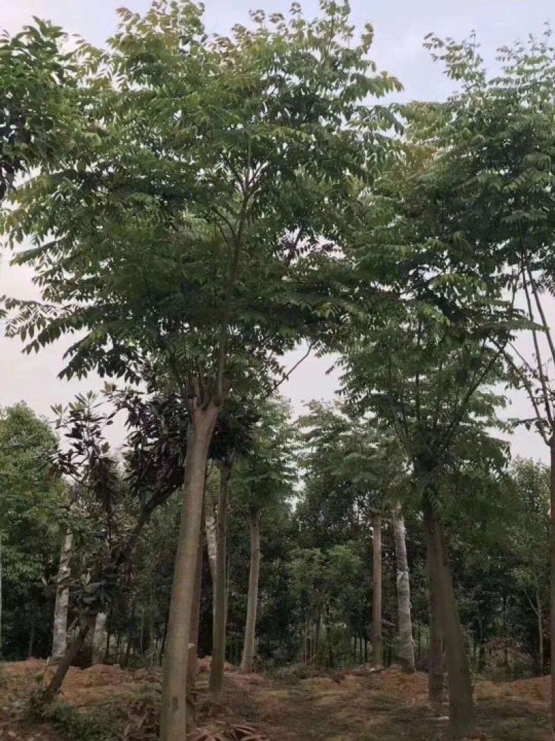 12-25的栾树