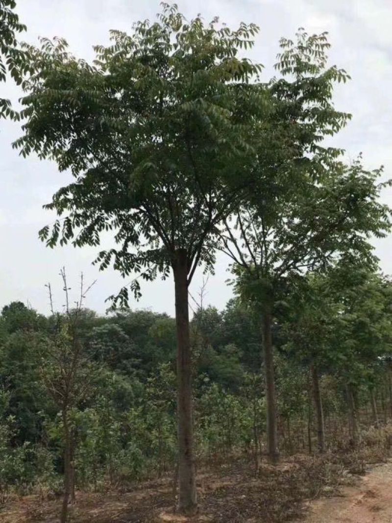 12-25的栾树