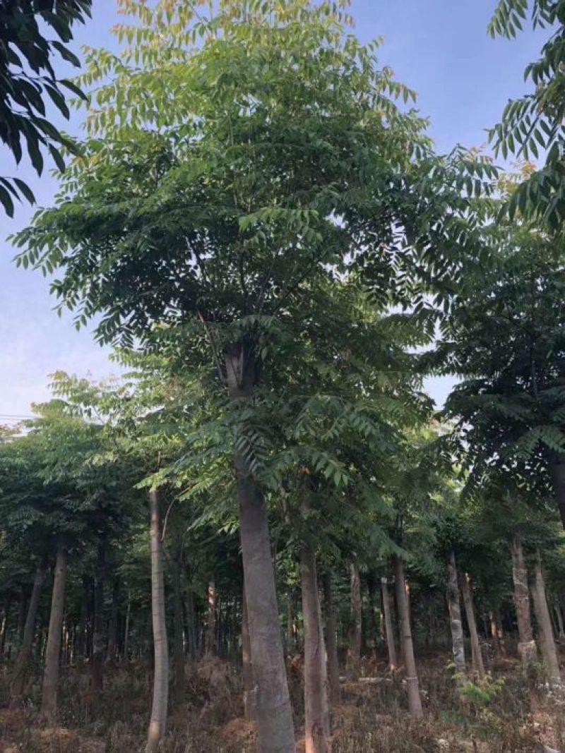 12-25的栾树