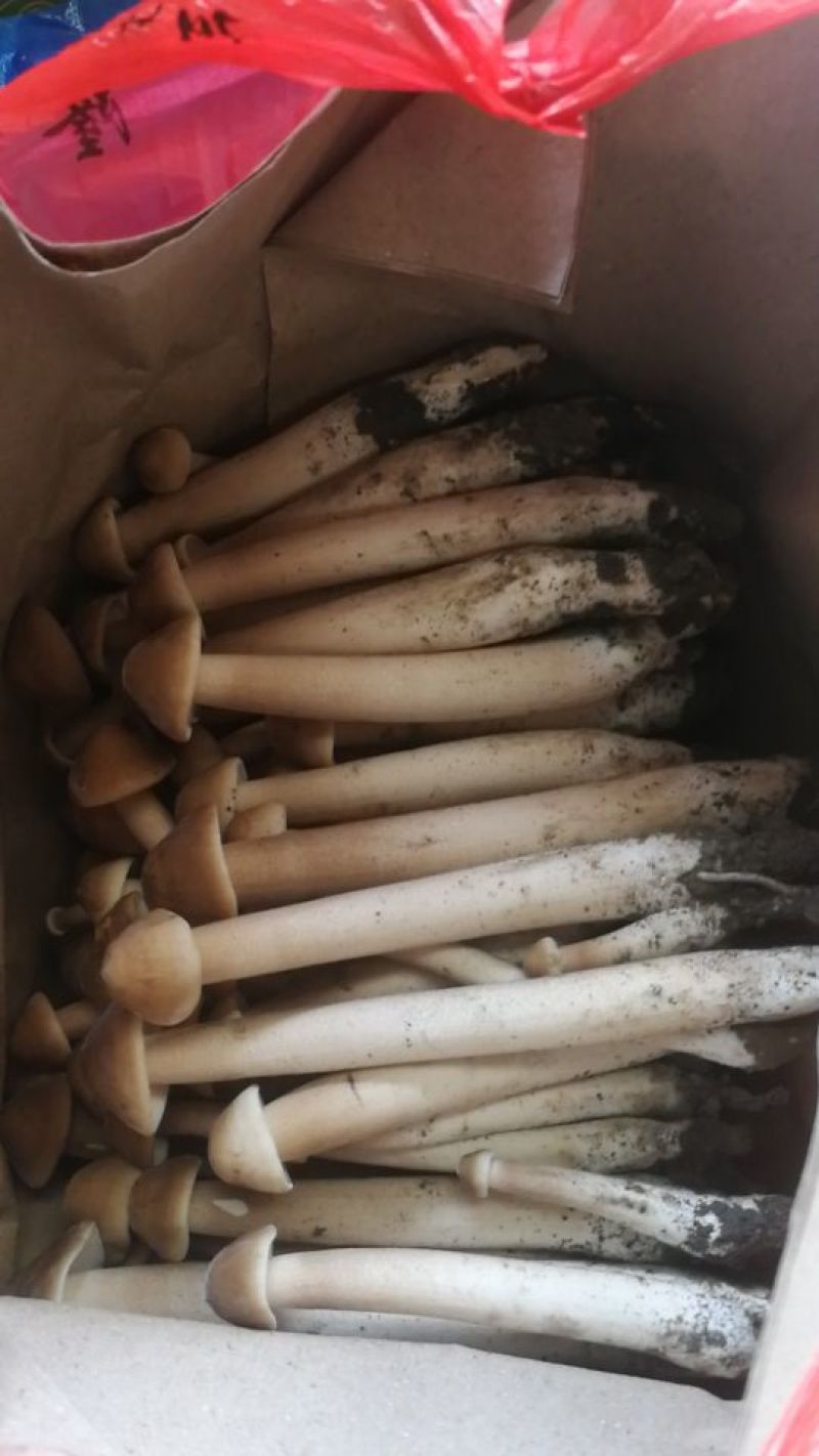 鸡枞人工种植产地直销可长期供应质量保证