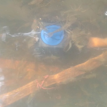 河虾
