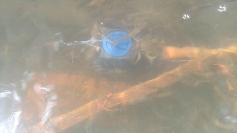 河虾